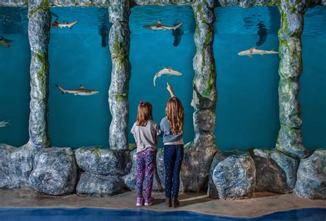 Blue zoo aquarium - Louisiana. Mall of Louisiana. AQUARIUM HOURS Monday-Thursday 11-7 Friday-Saturday 11-8 Sunday 12-6. 6401 Bluebonnet Blvd Baton Rouge, LA 70836 (225) 230-9222